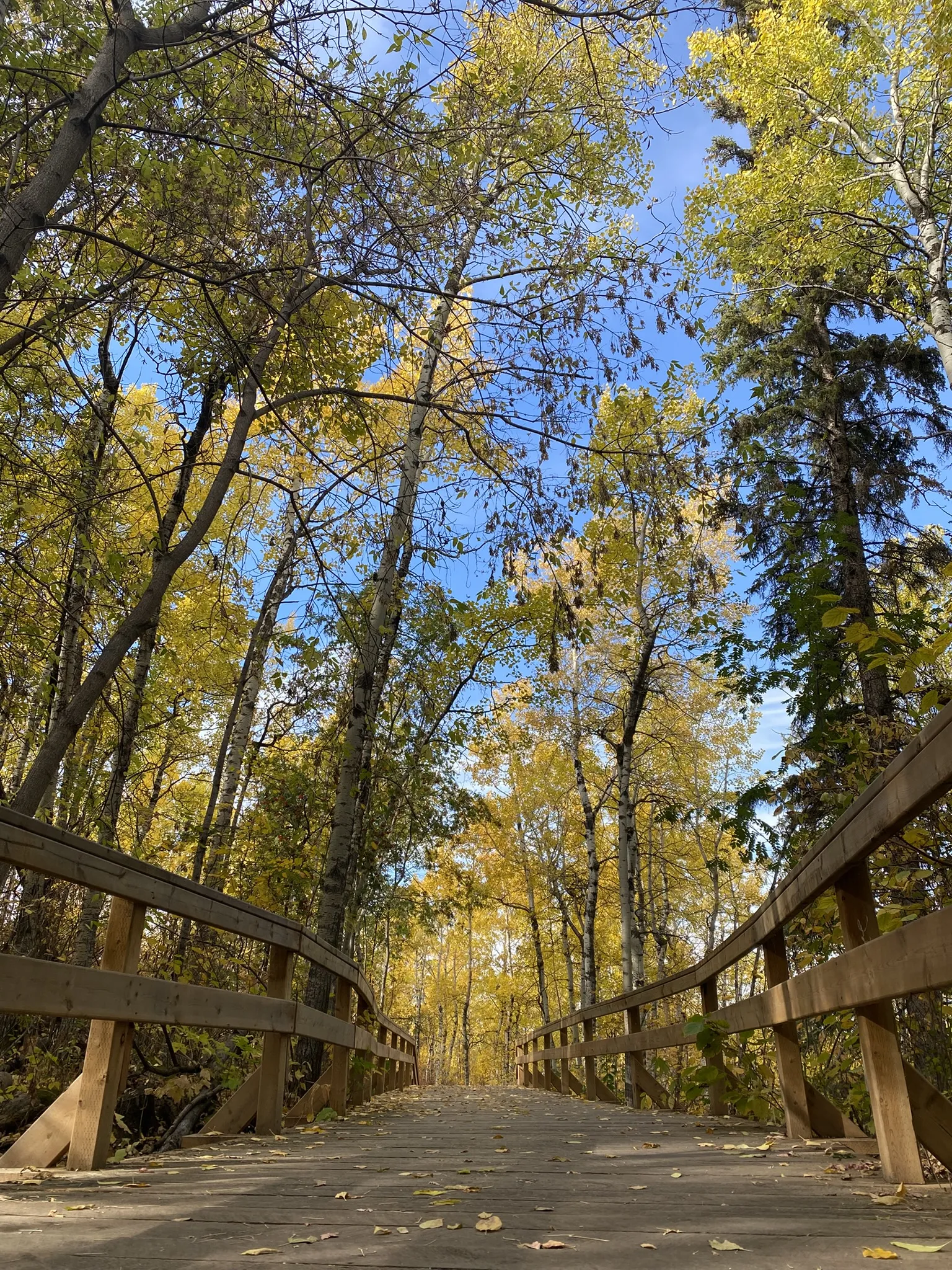 Autumn leaves in a forest